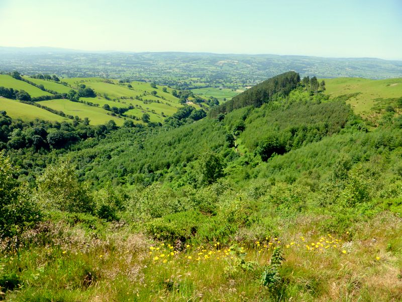 Forest South of Penycloddiau