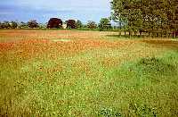 Field of Poppies near Bolton-on-Swale