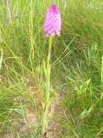 Large Pyramidal Orchid on verge of farm track