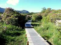 Duckboards on path to Bryn Gwynant Youth Hostele