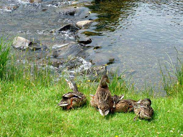 Ducklings by Torver Beck