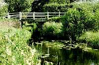 Water lilies on Montgomery Canal near Llanymynech