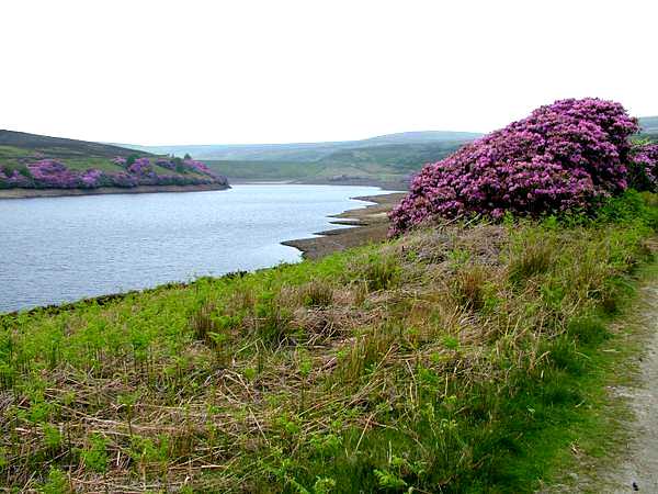 Rhododendrons by Walshaw Dean Middle Reservoir