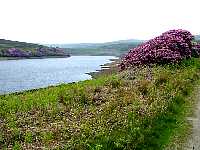 Rhododendrons by Walshaw Dean Middle Reservoir