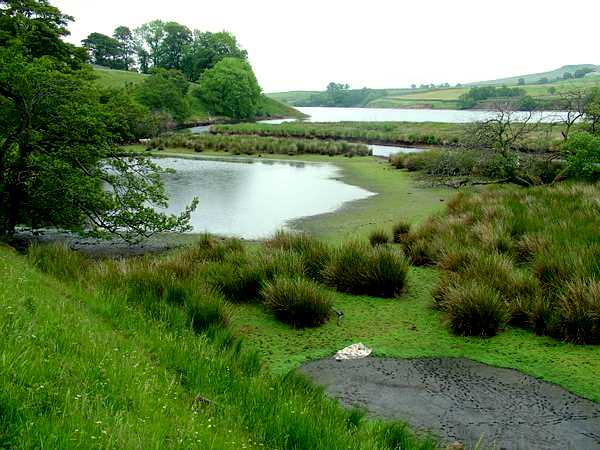 Nature Reserve at Head of Blackton Reservoir