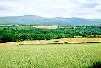 Click to Reduce